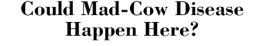Could Mad-Cow Disease Happen Here?