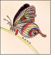 Illustration by Vladimir Nabokov