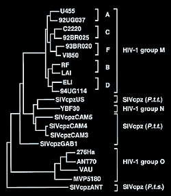 Viral family tree
