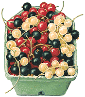 Currants